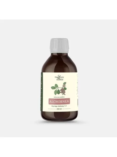 alchornea 250.webp