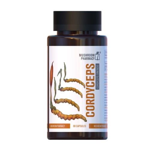 kordyceps maczuznik.jpg
